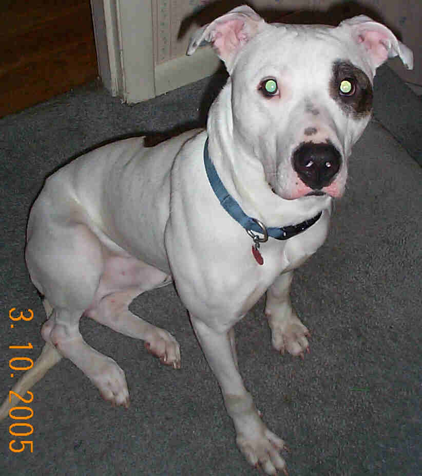 Picture of Ryan's pup Endo