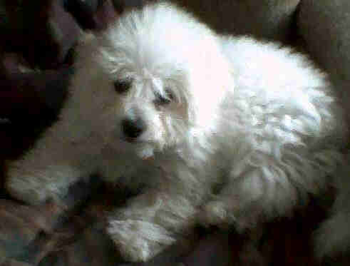 Cotton about 6 months old